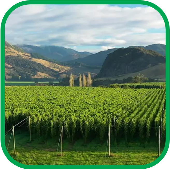 *💚Fresh Hop FRESHIES MIXED Collection 12x440ml!