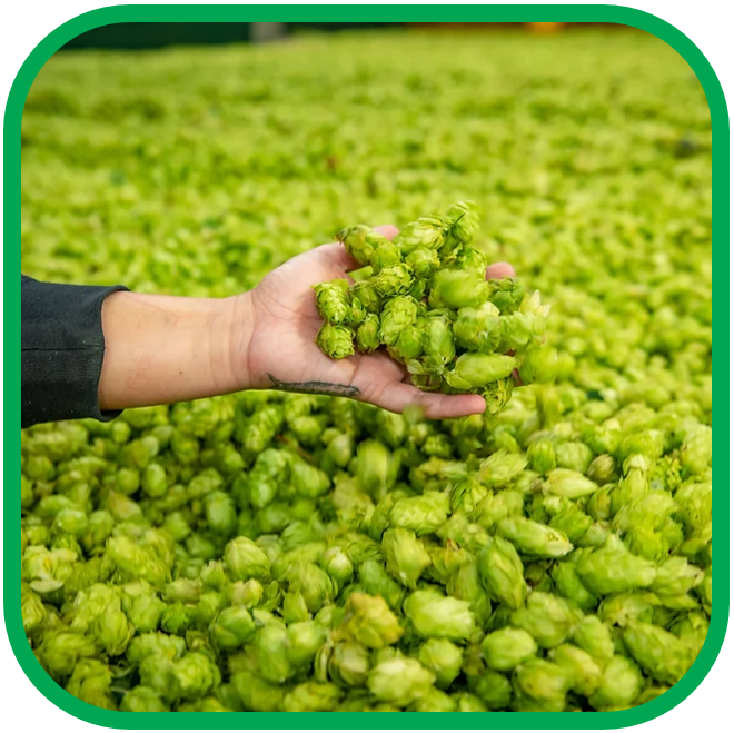 *💚Fresh Hop FRESHIES HAZY Collection 12x440ml!